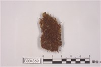 藏品(拳葉蘚)的圖片